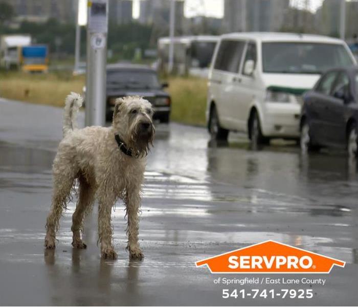 A rain-drenched dog stands outside on a city street.