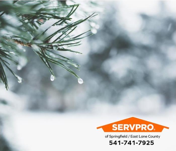 Snow clings to fir trees after a winter storm.