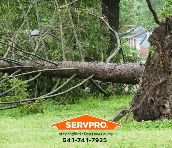 A tree has fallen during a storm.